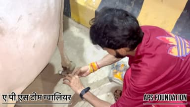 किसी ने इसके साथ बहुत गलत किया
 दुर्घटना करके भाग गया…

Respect Girls help poor help animals 

#apsgurjar #help #viral #gwalior