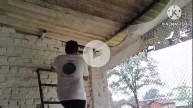 कोरबा: झगरहा बस्ती में पोल्ट्री फार्म में घुसकर दो मुर्गियां खाकर बैठे अजगर को किया गया रेस्क्यू