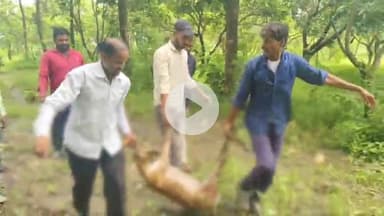 बीना: ग्राम कुरुवा के पास कुत्तों के काटने से चीतल की मौत, वन विभाग ने कराया पोस्टमार्टम