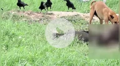 लंभुआ: जादीपुर में तालाब किनारे खुले में फेंका गया गोवंश का कटा हुआ शव, ग्रामीणों में दिखी नाराजगी