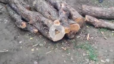 बलरामपुर: बनकटवा रेंज के कटकुइयाँ के समीप जंगल में सशस्त्र सीमा बल 9वीं वाहिनी ने पकड़ी अवैध खैर की लकड़ी