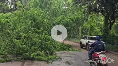 जगदलपुर: राष्ट्रीय राजमार्ग 30 में महिंद्रा शोरूम के आगे स्थित शिव मंदिर के समीप गिरा बड़ा पेड़, यातायात प्रभावित