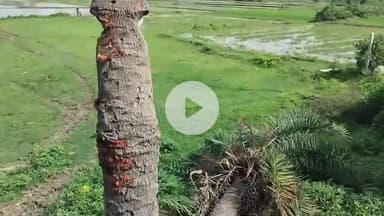 रफीगंज: कियाखाप में अनियंत्रित ट्रक ने पोल और खजूर के पेड़ से टकराया, बड़ा हादसा टला