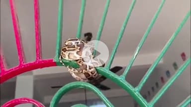 महाराजगंज: सिसवा अमहवा गांव की मस्जिद के दरवाजे पर निकला अजगर, ग्रामीणों ने किया रेस्क्यू