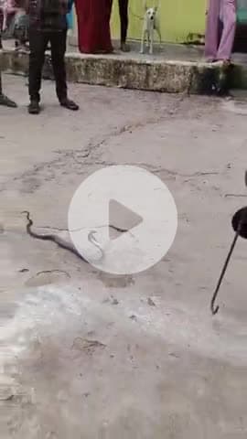 टीकमगढ़: ढोंगा: मकान में निकला सांप, सर्प मित्र ने किया रेस्क्यू, झाड़-फूंक से पहले उपचार कराने की सलाह