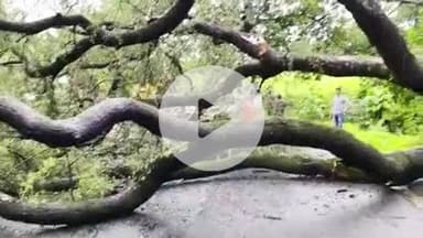 बैतूल: खेड़ी ताप्ती घाट पर पेड़ गिरने से यातायात ठप, 2 घंटे बाद भी कुल्हाड़ी लेकर पहुंचे सिर्फ दो कर्मचारी