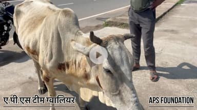 बहेरमी से दूर तक घसीटी गाये माता को छोड़ कर भाग गया ..

Respect Girls help poor help animals 

#apsgurjar #gwalior