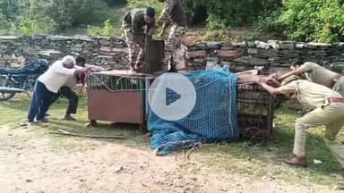 राजसमंद: राजसमंद के सुन्दरचा गांव में पैंथर को पिंजरे में कैद किया गया, वन विभाग ने किया रेस्क्यू