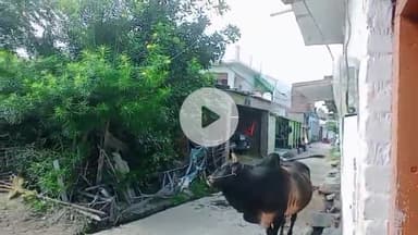 पैनियां हिम्मत में आवारा सांड़ की दहशत में ग्रामीण सुनिए उन्हीं की जुबानी। बरखेड़ा विकास खंड का गांव