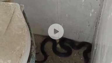 रामपुर: नवाबगंज शुमाली प्राथमिक विद्यालय के शौचालय में कोबरा सांप निकलने से स्कूल प्रशासन में मचा हड़कंप, वीडियो हुआ वायरल