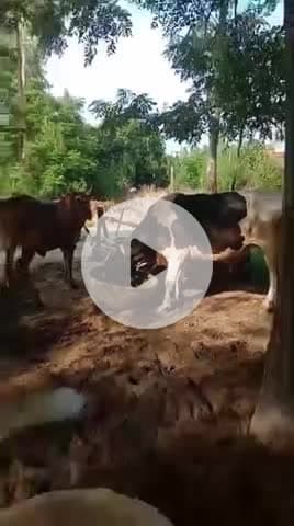 धनौरा: गजरौला के गांव बलदाना में खंभों से जमीन पर उतरा करंट, एक पशु की हुई मौत