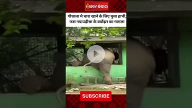 Odisha के Keonjhar में गौशाला के अंदर चारा खाने घुसा हाथी फंसा #odisha #viralvideo #elephantattack