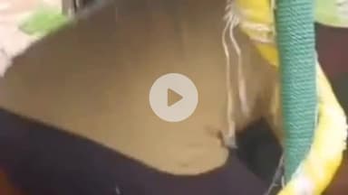 माडा: माडा थाना क्षेत्र में शौच के लिए गए अधेड़ व्यक्ति पर भालू का हमला, उपचार जारी