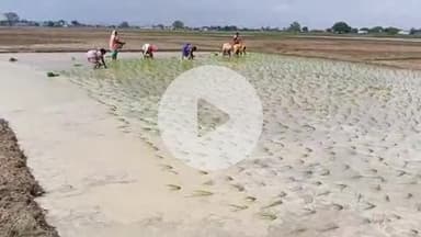 उदवंत नगर: सूखे पड़े नहरों में पानी आते ही उदवंतनगर प्रखंड क्षेत्र में धान रोपनी शुरू, किसानों ने ली राहत की सांस