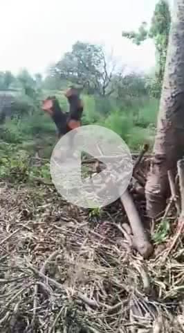 जिला गोंडा ब्लोक  कर्नल गंज 
गांव  सरैया मे आबेद हरे आम के पेड़ की कतई की जा रही 
कोई भी कारवाई नाही की जा रही 
#वन बिहाग