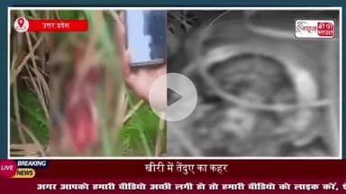 लखीमपुर खीरी में तेंदुए का कहर: पिता के बगल से मासूम को उठा ले गया, सुबह गन्ने के खेत में मिला अधखाया शव, दहशत में ग्राम