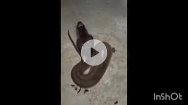 बरहट: मलयपुर गांव के एक घर में बर्तन में निकला विषैला कोबरा सांप, घर वालों में मचा हड़कंप