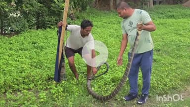 ଜରଡା: ଦାମୋଦର ପଲ୍ଲୀରେ ୧୨ ଫୁଟ କିଙ୍ଗ କୋବ୍ରା ଉଧାର।