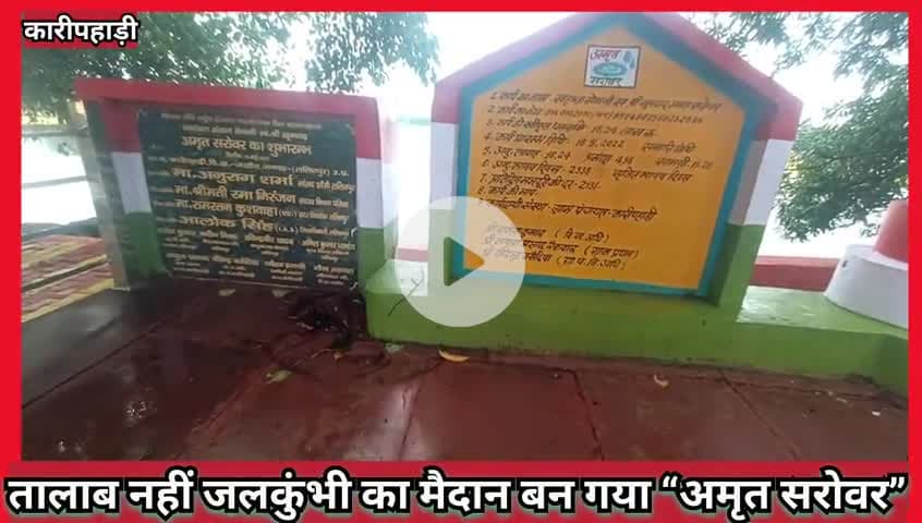 #खबर_ललितपुर से #तालाब नहीं #जलकुंभी का मैदान बन गया#अमृत_सरोवर #ग्राम_कारीपहाड़ी ब्लॉक जखौरा #गांव की #सुंदरता