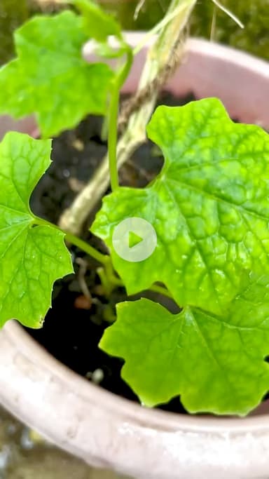 गमले में आर्गेनिक तरीके से खीरा उगाएं