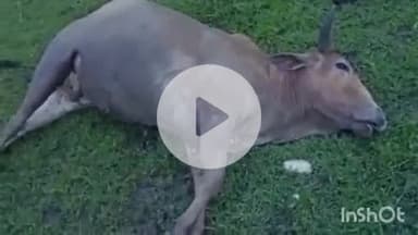 जैतपुर: जैतपुर के महुआ टोला में करंट लगने से एक मवेशी की मौत, मौके पर पहुंची पुलिस