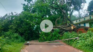 मुरहू: लक्ष्मी नारायण उच्च विद्यालय के पास गिरा विशाल करंज का पेड़, यातायात बाधित