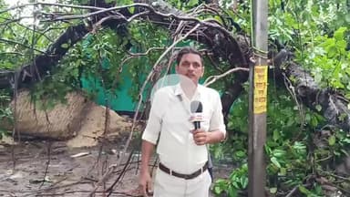 लश्करीपुर पंचायत कटेया वर्षा होने से बर का गिरा पेड़ ग्रामीणों में अफरातफरी