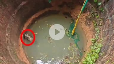 ಮೆನ್ನಬೆಟ್ಟು ಗ್ರಾಮದಲ್ಲಿ ಬಾವಿಗೆ ಬಿದ್ದ ಚಿರತೆ ಸಾವು