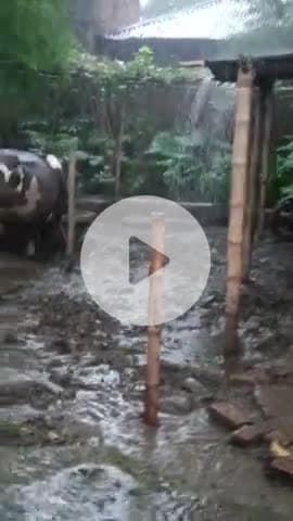 आज काफी बारिश हुआ सुखासन पंचायत में #Bihar#indan#public#Madhepura #goalpara