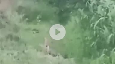 महाराजगंज: पकड़ियार गांव में तेंदुए की लगातार चहल-कदमी से ग्रामीणों में दहशत