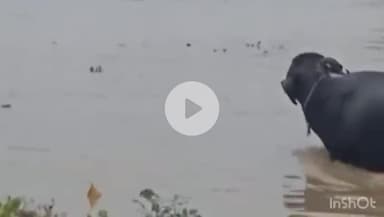 कौआकोल: लगातार बारिश के बाद जनसंपर्क विभाग ने लोगों से सतर्क और सुरक्षित रहने की अपील की, नदी में ना करें प्रवेश