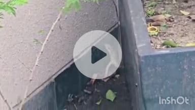 कोल: महुआखेड़ा में क्रिकेटर रिंकू सिंह के बंगले में निकला विषखापर, रिंकू के भाई ने बाहर करने का किया प्रयास