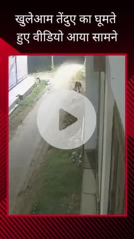 गोरखपुर: मोहनापुर इलाके में खुलेआम घूमते तेंदुए का वीडियो आया सामने, वन विभाग ने लिया संज्ञान