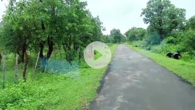 मझगवां: बरहा: सरभंगा रोड पर फारेस्ट नर्सरी के पास दिखे दो बाघ, राहगीर ने वीडियो वायरल किया