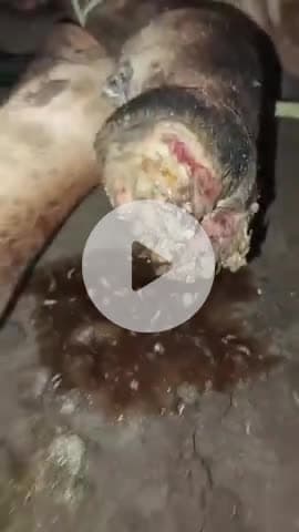 #गौसेवक 
#जौरा  टेंपो बस स्टैंड के पास एक गौ   वंश के पैर में कीड़े एवं ब्लैड निकल रहा था  गौ सेवकों को सूचना दी