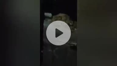 हुज़ूर: रीवा: ऑटो से गाय को बांधकर घसीटा, हालत गंभीर, आरोपी गिरफ्तार