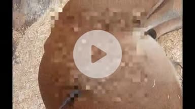 टीकमगढ़: फुटेरी गांव में संदिग्ध परिस्थितियों में गाय के पेट में घुसी लोहे की छड़, सीतारामदास महाराज ने की जांच की मांग