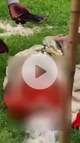 लंभुआ: परसनपुर में बाग में गई वृद्धा को बेसहारा सांड ने उठाकर पटका, हुई मौत