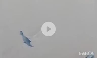 उरई: कोटरा थाना क्षेत्र के बेतवा नदी के रिहायशी इलाके में निकाला गया विशाल मगरमच्छ, ग्रामीणों में मचा हड़कंप