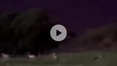 ग्वालियर गिर्द: ग्वालियर: कलेक्टरेट रोड पर लोटस रेजिडेंसी के पास दिखे हिरण