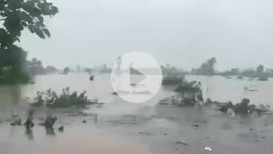 दमोह जिले  की व्यारमा नदी के कारण जबेरा -तेंदूखेड़ा के लोगो का जीवन हुआ अस्त व्यस्त😭 #mpnews #news 
#komal_ahirwar_मूकनायक #reelsinstagram #india #bsp #damoh