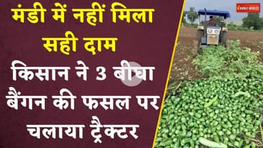 Barwani: किसान ने 3 बीघा बैंगन की फसल पर चलाया ट्रैक्टर। MP  News। Agriculture loss। Loss Farming