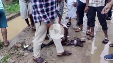 कन्नौज: शेखपुरा मोहल्ले में खुले तारों के कारण करंट लगने से 2 बकरियों की हुई मौत