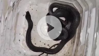 लाडपुरा: चंबल गार्डन के गांधी उद्यान में आए दो कोबरा सांप का जोड़ा, कर्मचारी दहशत में, स्नेक केचर ने किया रेस्क्यू