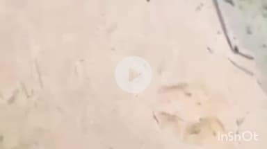 उदयपुर धरमजयगढ़: छाल क्षेत्र में बाघ के पदचिन्ह मिलने से मची सनसनी, वन विभाग की टीम हुई सतर्क