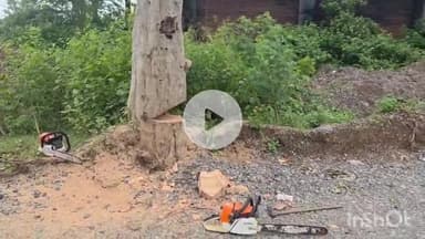 जगदलपुर: धरमपुरा में सड़क निर्माण में बाधा बन रहे पुराने पेड़ों को काटने के खिलाफ इंद्रावती बचाओ अभियान ने किया चक्का जाम