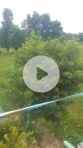 अमृत्व में कीड़े लगे हुए हैं अमृतो को देखकर ध्यान से खाई/वरना बीमार भी पढ़ सकते हैं, इसके बारे में कमेंट करें


@