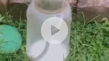 फिरोज़ाबाद: श्रीराम कॉलोनी में निकला सांप, दो सिपाहियों ने सांप को पकड़ कर खेत में छोड़ा