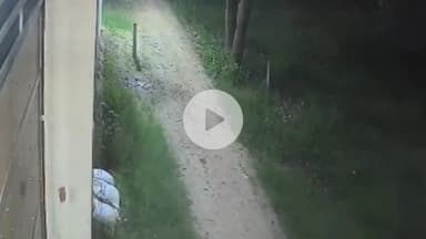 नौगावां सादात: नौगांवा के गांव बांसखेड़ी में सीसीटीवी कैमरे में कैद हुआ तेंदुआ, वीडियो हुआ वायरल