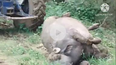 बड़ौद: बड़ौद थाना क्षेत्र के ग्राम खेड़ा चौहान में करंट लगने से भैंस की मौत, किसान को हुआ ₹1 लाख का नुकसान